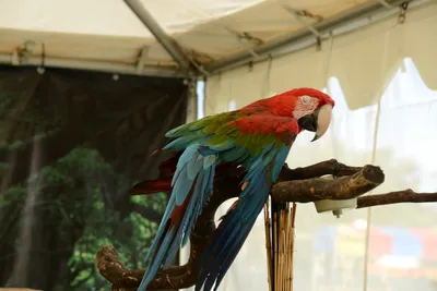 DSC_2314 (Large).JPG